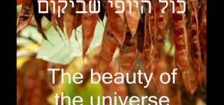 היופי שביקום